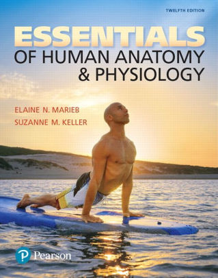Essentials of Human Anatomy & Physiology 12th Edition by Marieb