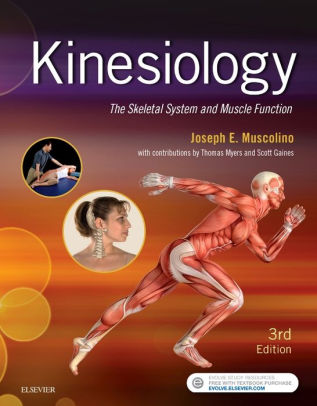 Kinesiology - The Skeletal System and Muscle Function 3 by Muscolino